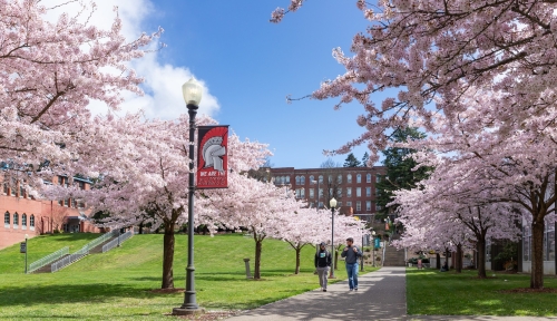 Campus cherry blossoms