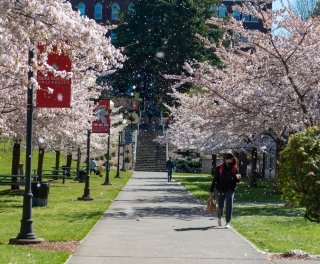 Checker_CherryBlossoms_2021_122_1000x822.jpg Photo of the Harned hall walkway