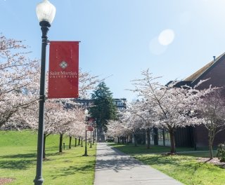 Photo of cherry blossoms in Saint Martin's campus