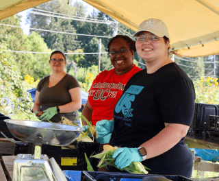 Three scholars process corn on a farm inside a tent