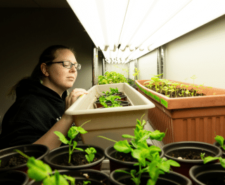 A student looks at young plants on a shelf lit by grow lights