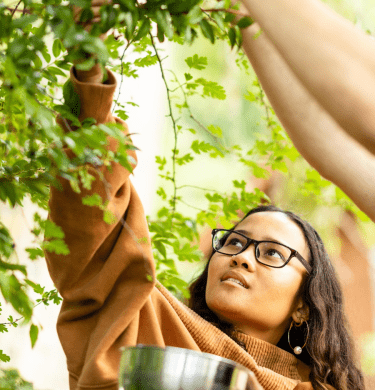 A student reaches up to pick berries from a hanging branch