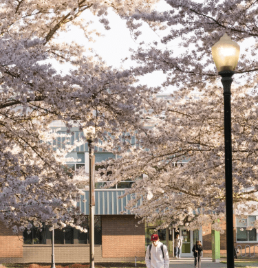 A student walks below flowering cherry blossom trees between two lampposts