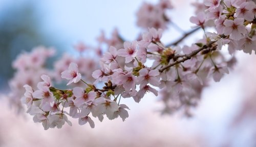 Cherry blossoms on campus