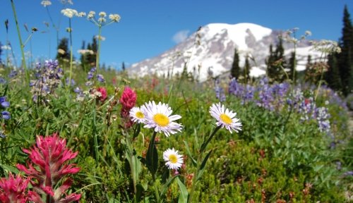 Mount Rainier