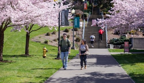 Students walk the cherry blossom-lined path up the hill to Old Main