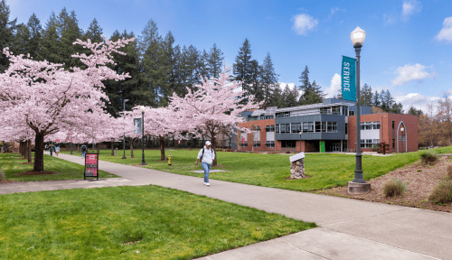 A student walks down a path with blossoming cherry trees and an academic building in the background