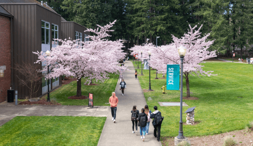 Students walk an outside path lined with blossoming cherry trees