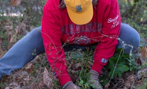 A student in a Saint Martin's sweatshirt crouches to plant a sapling.