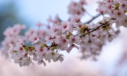 Cherry blossoms on campus