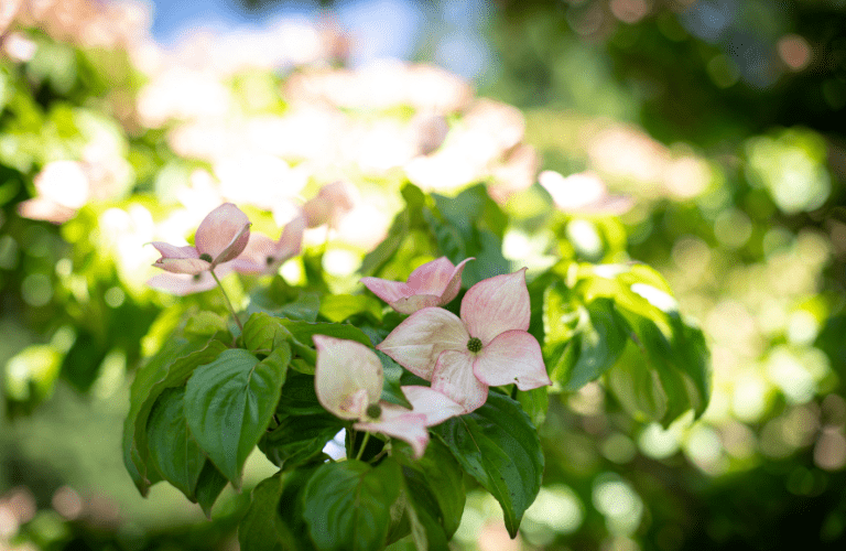 Dogwood flowers on green leaves