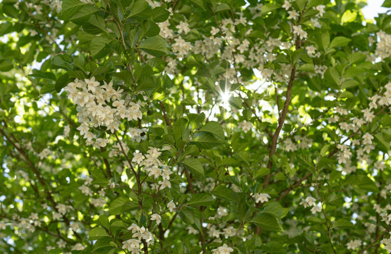 White flowers in the trees with the sunburst
