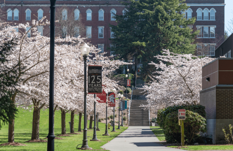 Banners line a walkway up a hill to an old building, with blossoming cherry trees