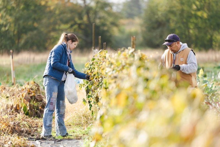 Students pick produce off of vines